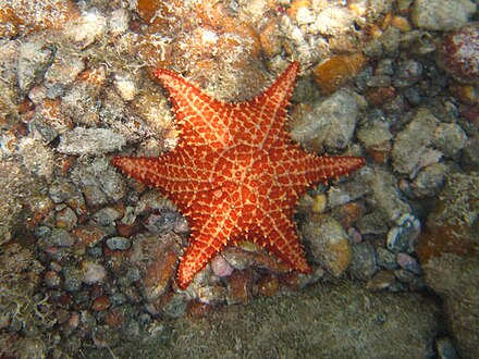 Unusual six-legged Caribbean red cushion sea star, Mosquito Pier
