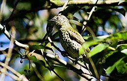 Lijst Van Vogels In Suriname: Wikimedia-lijst