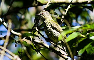 <span class="mw-page-title-main">Sharpbill</span> Species of bird