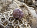 Shell on coral (3839425034).jpg