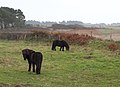 Deux poneys Shetland dans une pâture de bord de mer à Kerdallé.