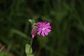 Silene dioica