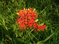 Silene wilfordii