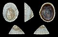 * Nomination Shell of a False Limpet, Siphonaria lessonii --Llez 06:26, 2 December 2020 (UTC) * Promotion  Support Good quality.--Famberhorst 06:30, 2 December 2020 (UTC)