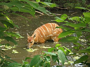 Sitatunga