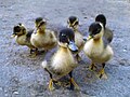 * Nomination Photo of six ducklings--Alex Gomankov 19:02, 27 June 2013 (UTC) * Decline Nice composition but poor quality IMO: Poor DOF (f/2.8), noisy and chromatic noise; sorry--Lmbuga 20:01, 27 June 2013 (UTC)