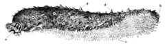 Sea cucumber : a -Tentacles, b - Cloaca, c - Ambulacral feet on the ventral side, d -Papillae on the back Sjogurka stor ugglan.gif