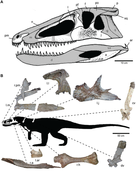 File:Skeletal reconstruction of Carnufex.PNG