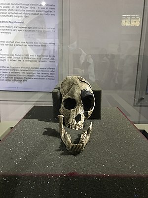 Skull and bones.jpg