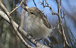 Vignette pour Liste des oiseaux d'Australie