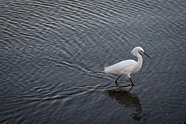 Snowy Egret walking along water's edge while looking for food