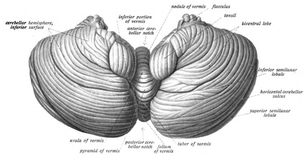 cerebellum