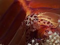 Soft Coral Porcelain Crab (Lissoporcellana nakasonei) (23807969273).jpg