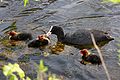 Pangling Hitam di taman bandar Stadsparken di Lund, Sweden