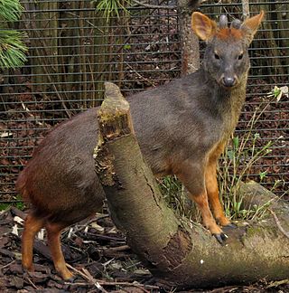 <i>Pudu</i> Genus of mammals belonging to the deer, muntjac, roe deer, reindeer, and moose family of ruminants