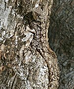 Southern Tree Agama (Acanthocercus atricollis) female (32100887592).jpg