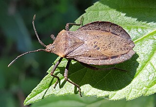 <i>Spartocera batatas</i> Species of true bug