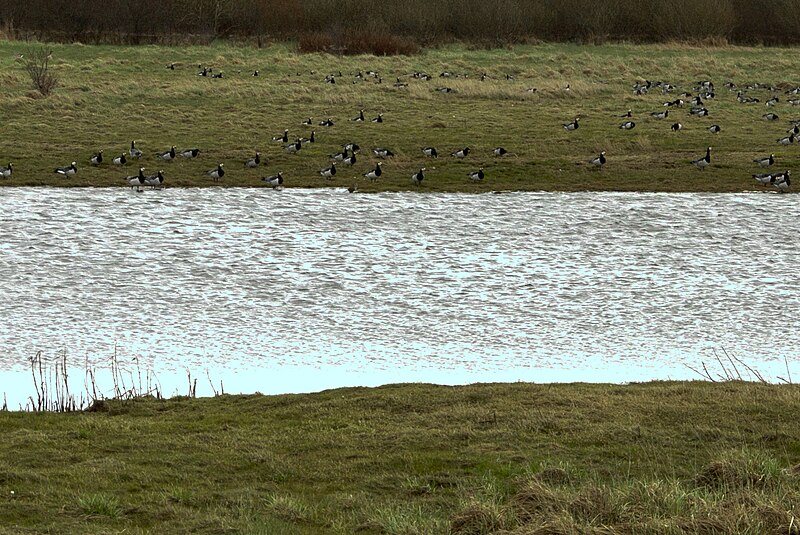 File:Speicherkoog bach und nonnengaense 01.04.2012 14-22-10.jpg