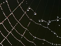 Spider web with water drops reflecting sunlight.