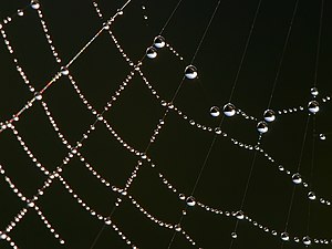 Spider web