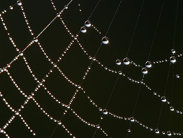 Dew drops adhering to a spider web