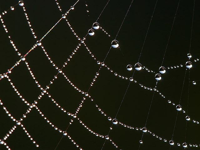 قطرات ندى مُلتصقة بشبكة عنكبوت خلال فترة الصباح.