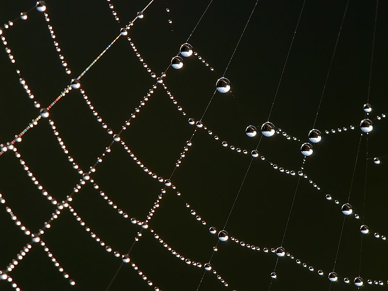 File:Spider web Luc Viatour.jpg