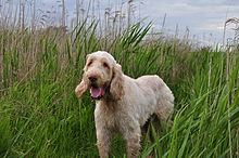 spinone hunting dog