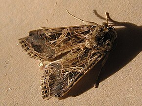 Beskrivelse af Spodoptera_littoralis.JPG-billede.