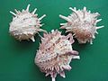 Spondylus americanus