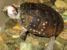 A spotted turtle at the Wild Center.