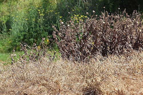 Weeds controlled with herbicide