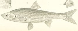 Leuciscus waleckii