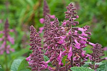 Stachys chamissonis.jpg