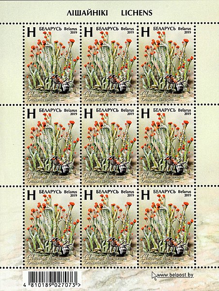 File:Stamp of Belarus - 2019 - Colnect 911338 - Devil s Matchsticks Cladonia floerkeana.jpeg