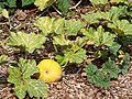 Starr-131002-2370-Cucurbita moschata-fruit and leaves-Hawea Pl Olinda-Maui (24596624234).jpg