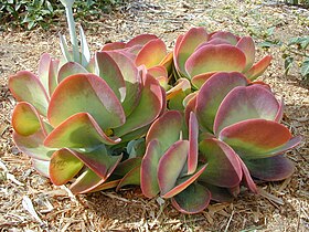 Kalanchoe thyrsiflora