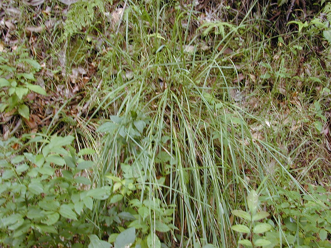 Paspalum scrobiculatum