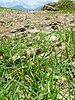 biscuit grass (Paspalum vaginatum)