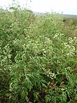 Starr 050423-6650 Parthenium hysterophorus.jpg