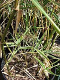 Thumbnail for Bambusa glaucophylla