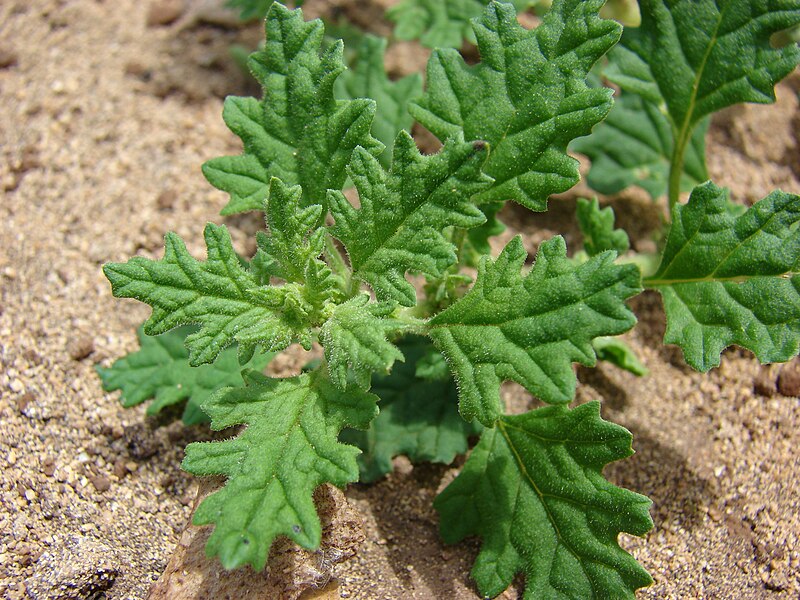 File:Starr 080415-3985 Chenopodium carinatum.jpg