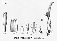 Stelis serrulata