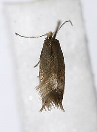 Stigmella confusella1.jpg