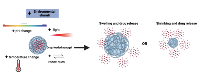 Stimuli-responsive nanogels with different examples of stimuli and two potential release mechanisms. Created with BioRender. Stimuli-responsive Nanogels.png