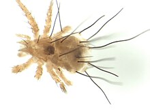 A picture of a Stomacarus sp.