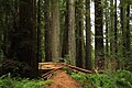 2011 yılında Jedediah Smith Redwoods Eyalet Parkı'ndaki Stout Memorial Grove (17).