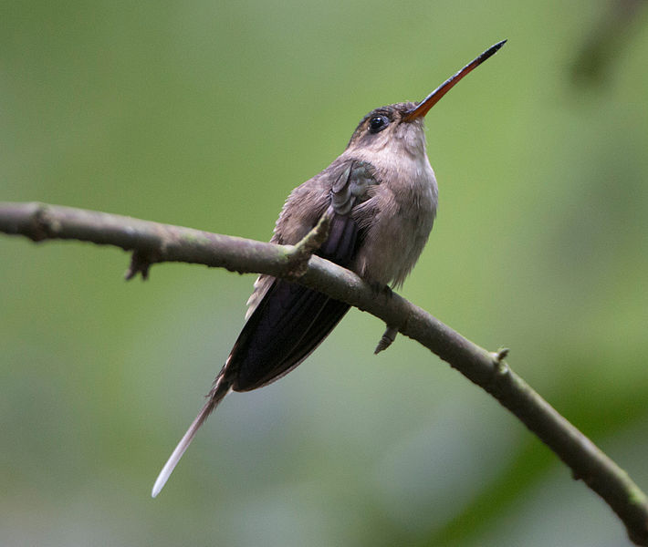 File:Straight-billed Hermit (Phaethornis bourcieri).jpg