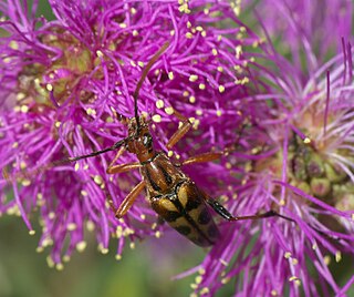 <i>Strangalia luteicornis</i> Species of beetle