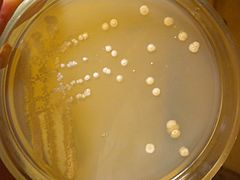 Streptomyces gardneri штам ChNPU F3